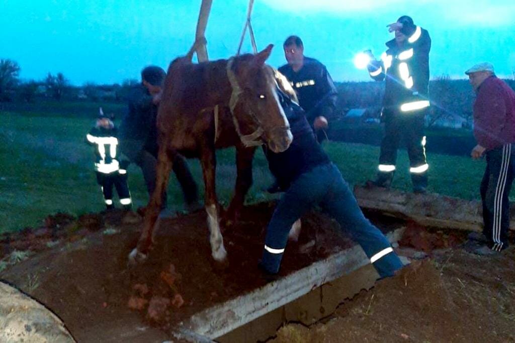 На Дніпропетровщині кінь впав у яму