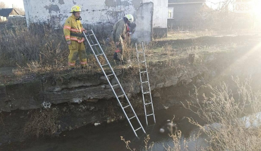 Под кривым