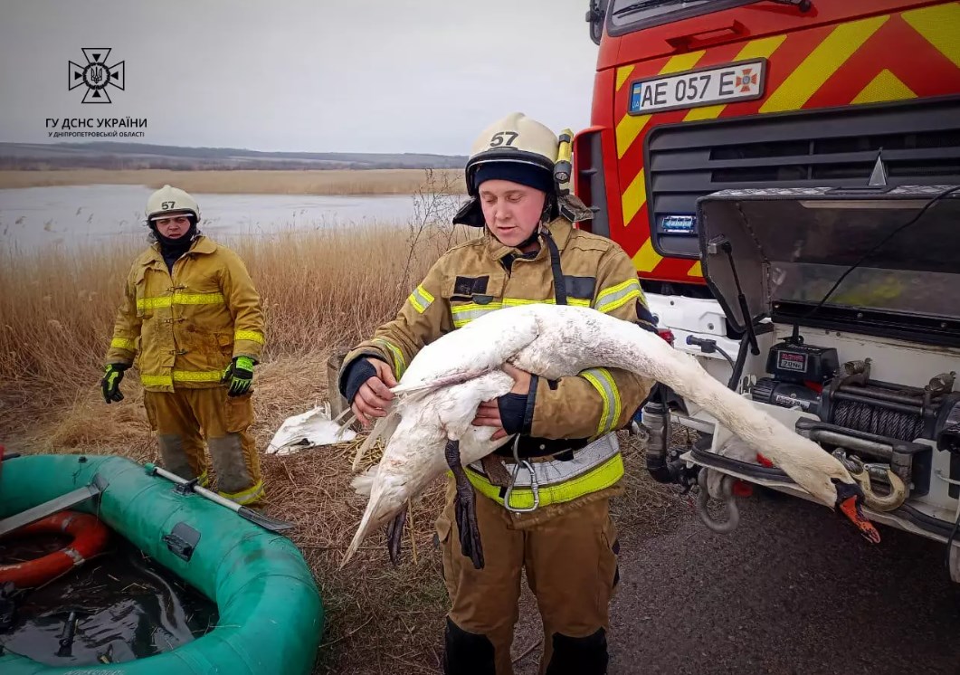 Надзвичайники врятували лебедя, який застряг у крижаній пастці