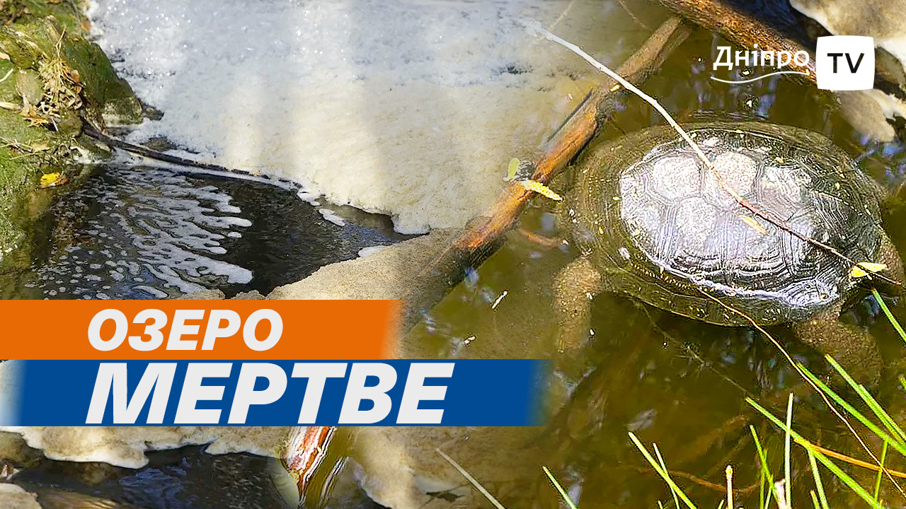 Екологічна катастрофа у Дніпрі: в озеро Куряче ллють брудну піну, гине риба