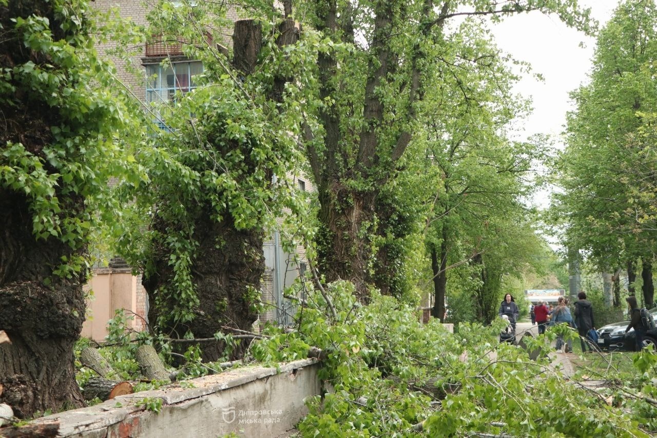 Для безпеки школярів у Дніпрі видаляють аварійні дерева на території комунальних закладів освіти