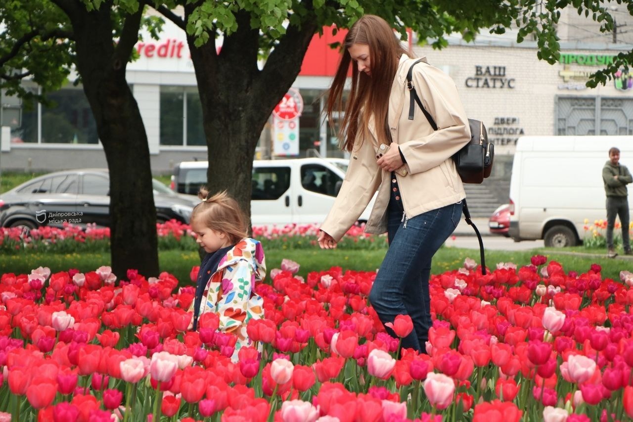 Голландські тюльпани на вулицях Дніпра. Локації для гарних фото