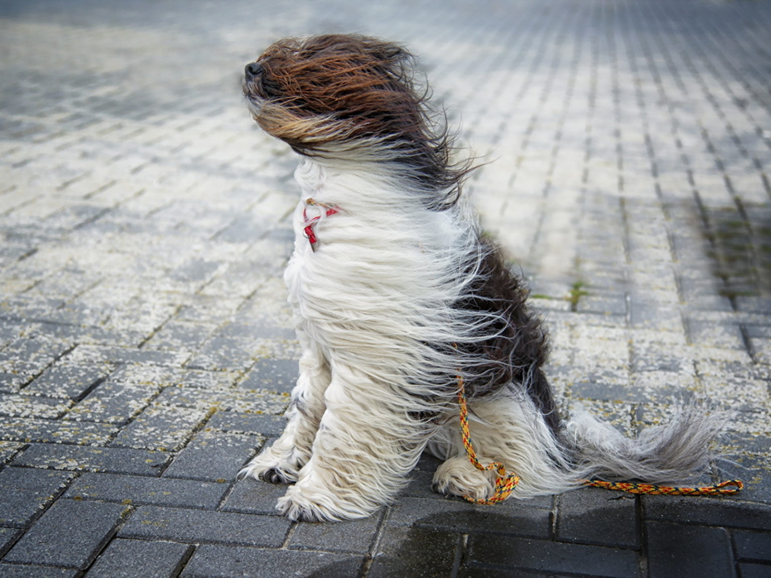У Дніпрі та області оголошено попередження про сильні пориви вітру