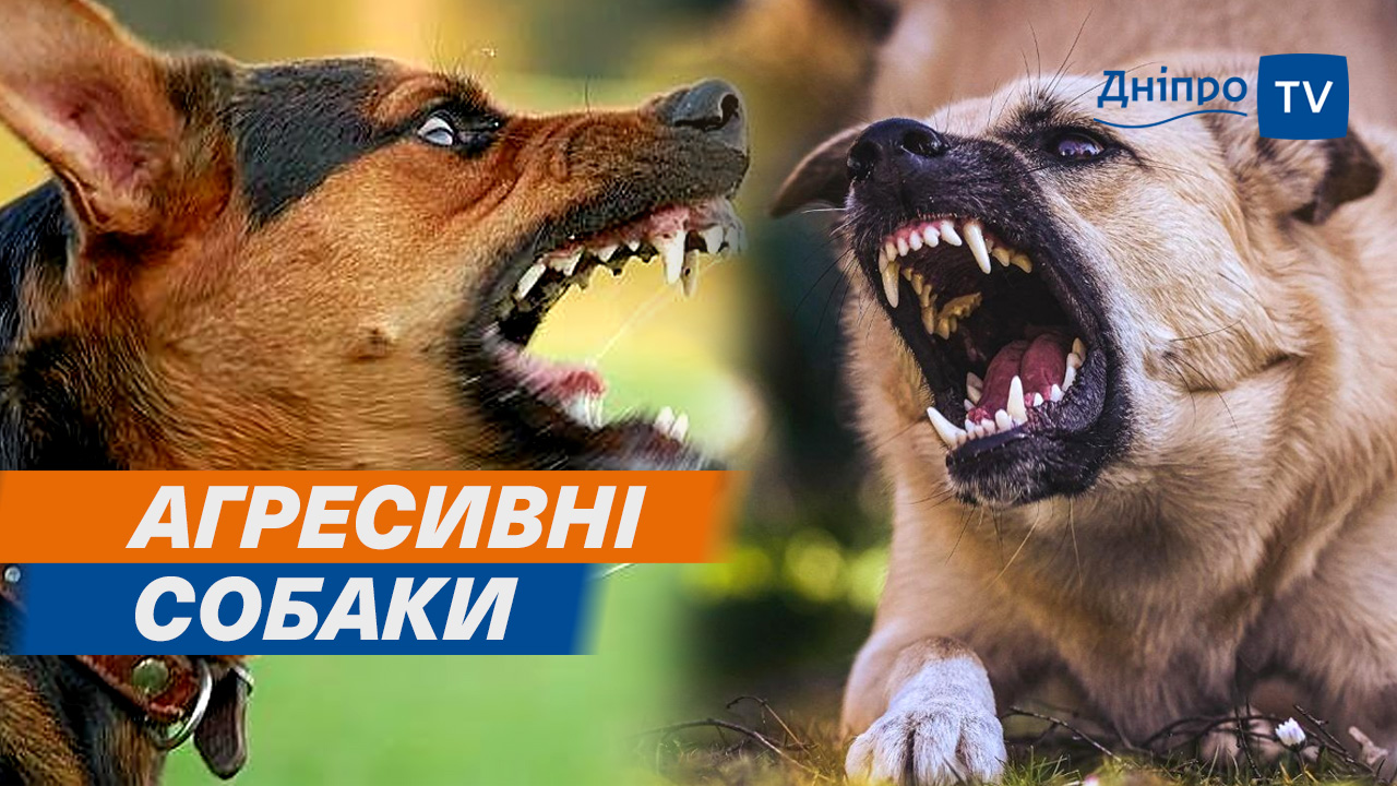 Дніпро: зграя агресивних собак. Що робити у разі нападу?