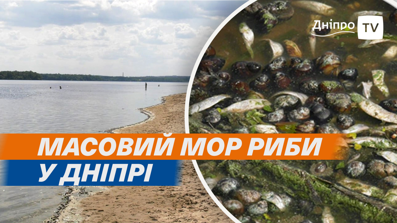 На Дніпропетровщині зафіксовано масову загибель риби: збитки складають 65,5 мільйонів гривень