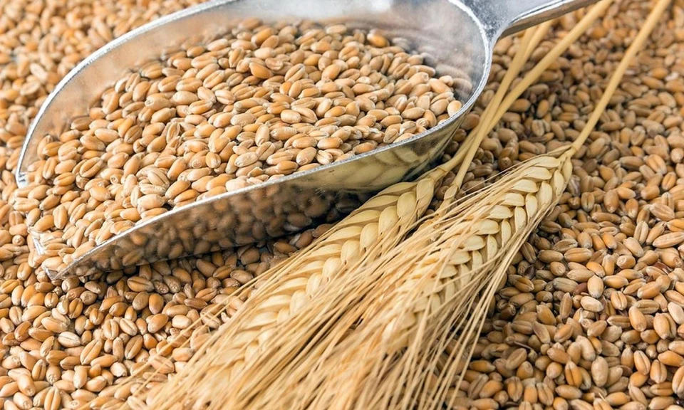 Понад 2,2 млн тонн зернових та зернобобових намолотили аграрії Дніпропетровщини: техніка працює у всіх регіонах області