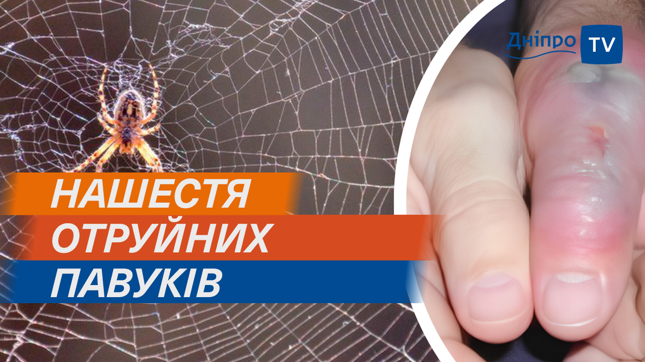 ЖАХ! Отруйні павуки дійшли до Дніпра? Небезпека чи природній процес?