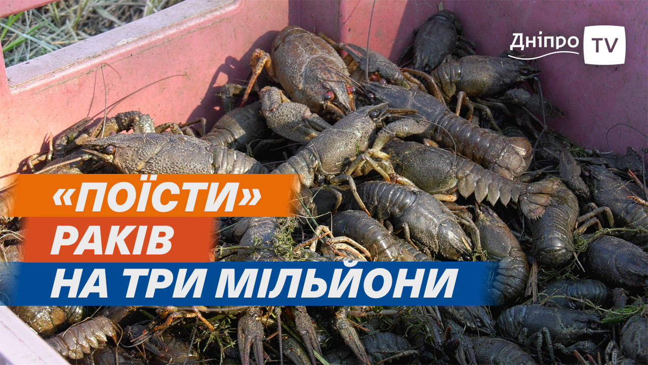 На Дніпропетровщини браконьєри наловили раків на 3 мільйони гривень
