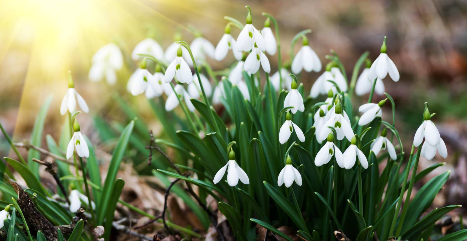 white snowdrop flowers in spring