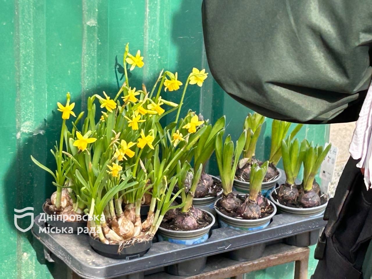 У Дніпрі триває боротьба з незаконним продажем первоцвітів