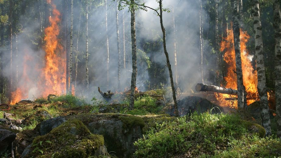 Сьогодня на Дніпропетровщині оголошена надзвичайна пожежна небезпека