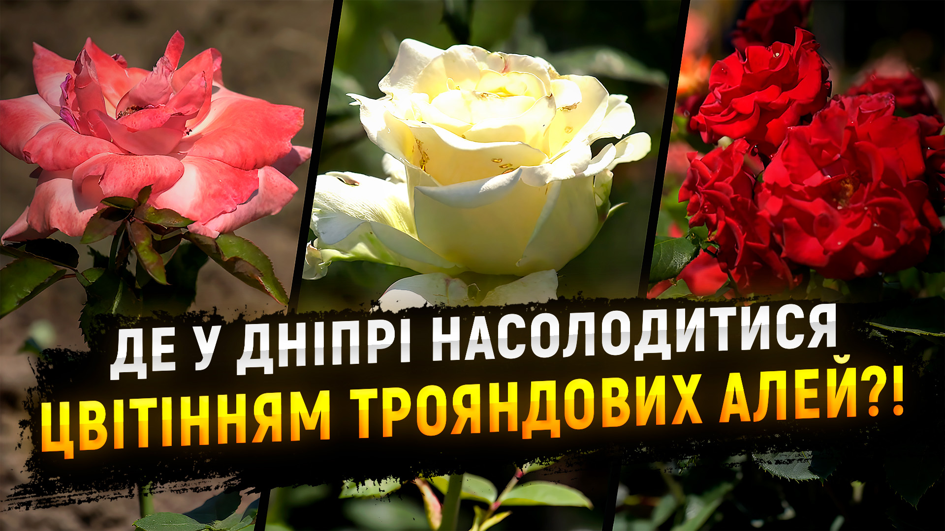 У Дніпрі розквітла найбільша трояндова алея