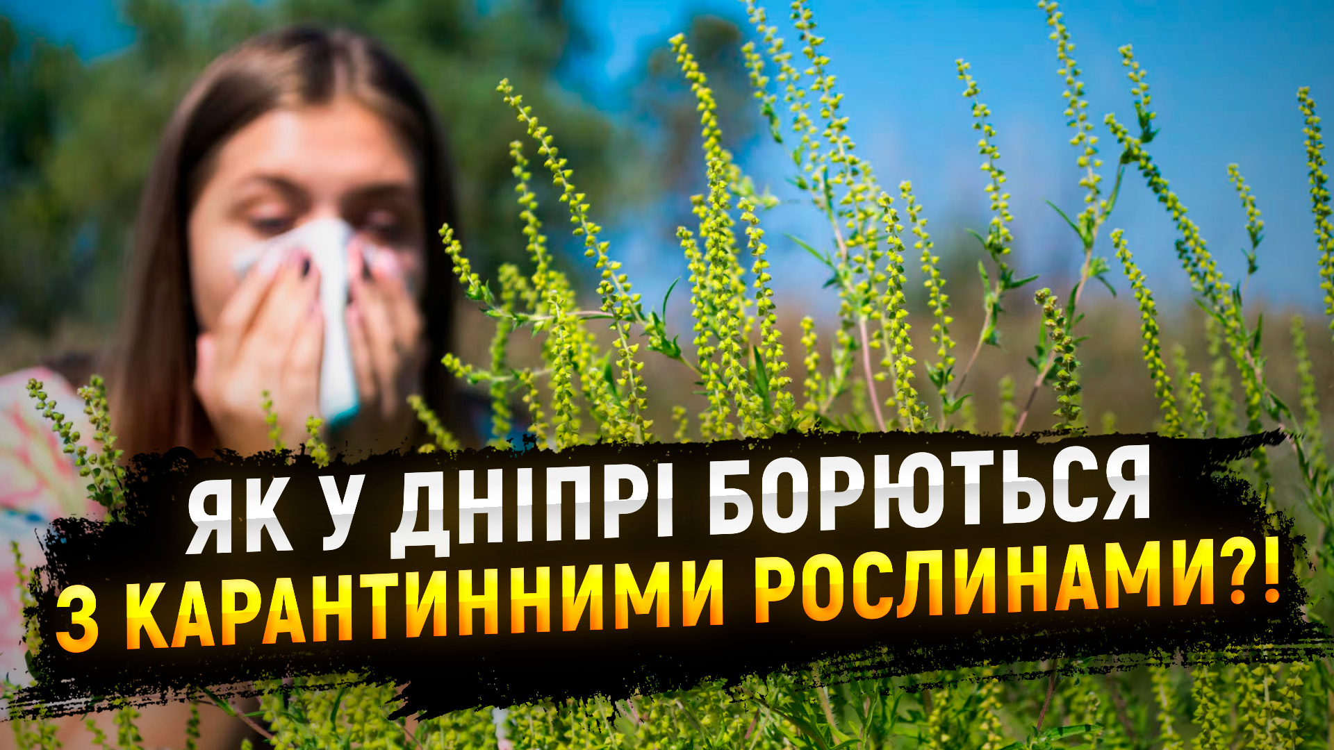 Як у Дніпрі борються з амброзією та бур’янами за допомогою конюшинового газону