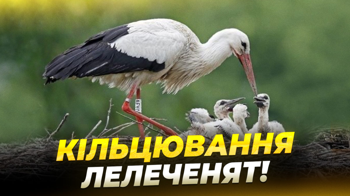 СЮЖ ЛИСЕНКО 2506 copy