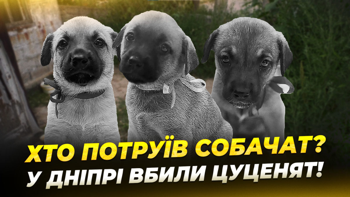 СЮЖ ЦУЦЕНЯТА ЛИСЕНКО
