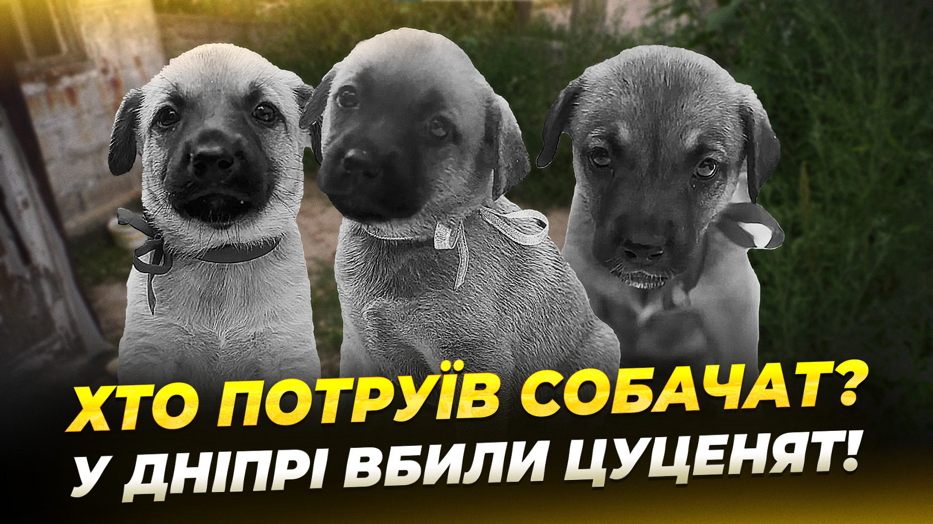 СЮЖ ЦУЦЕНЯТА ЛИСЕНКО