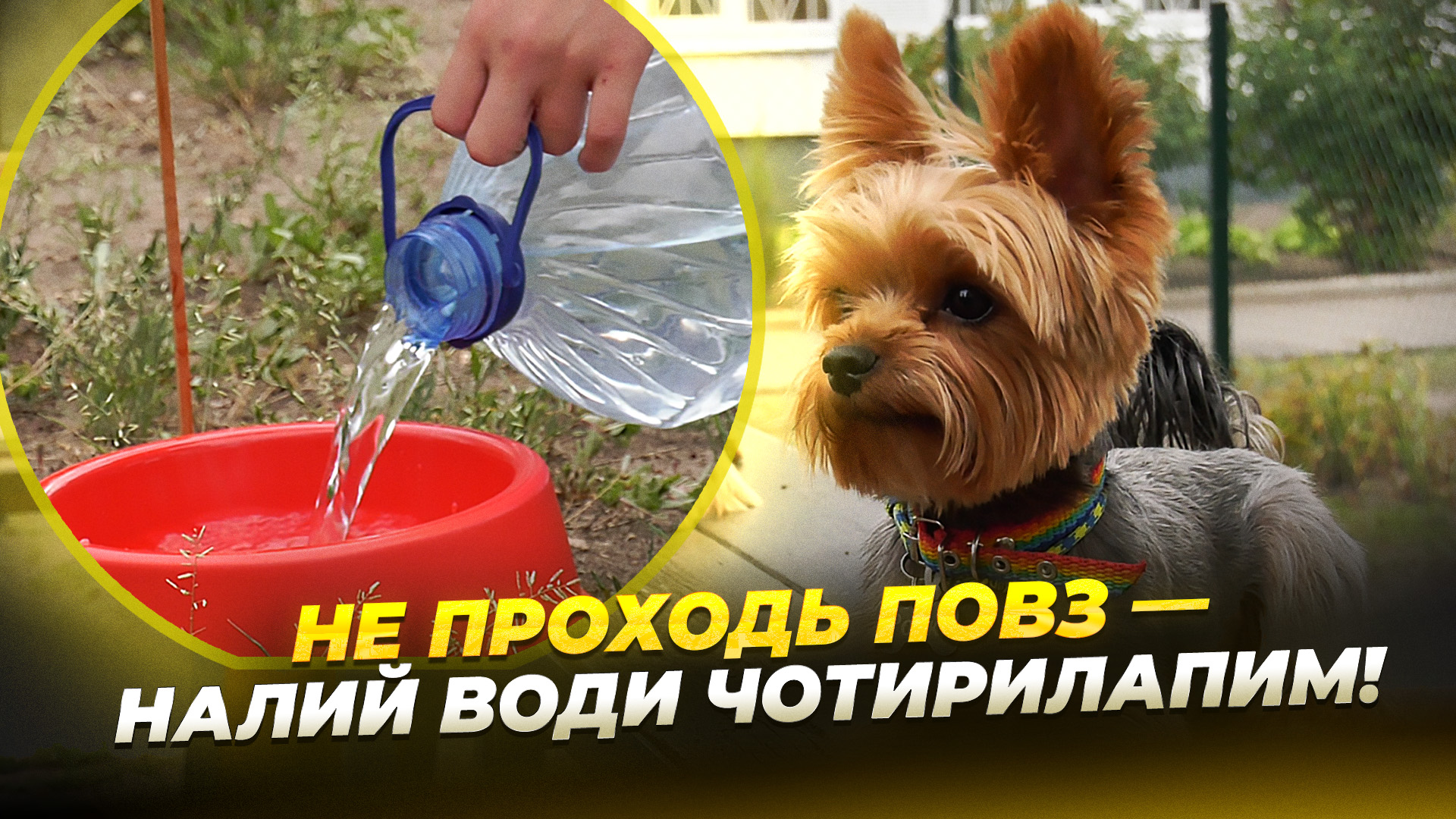 CЮЖ АКЦІЯ КОРІНЬ копия