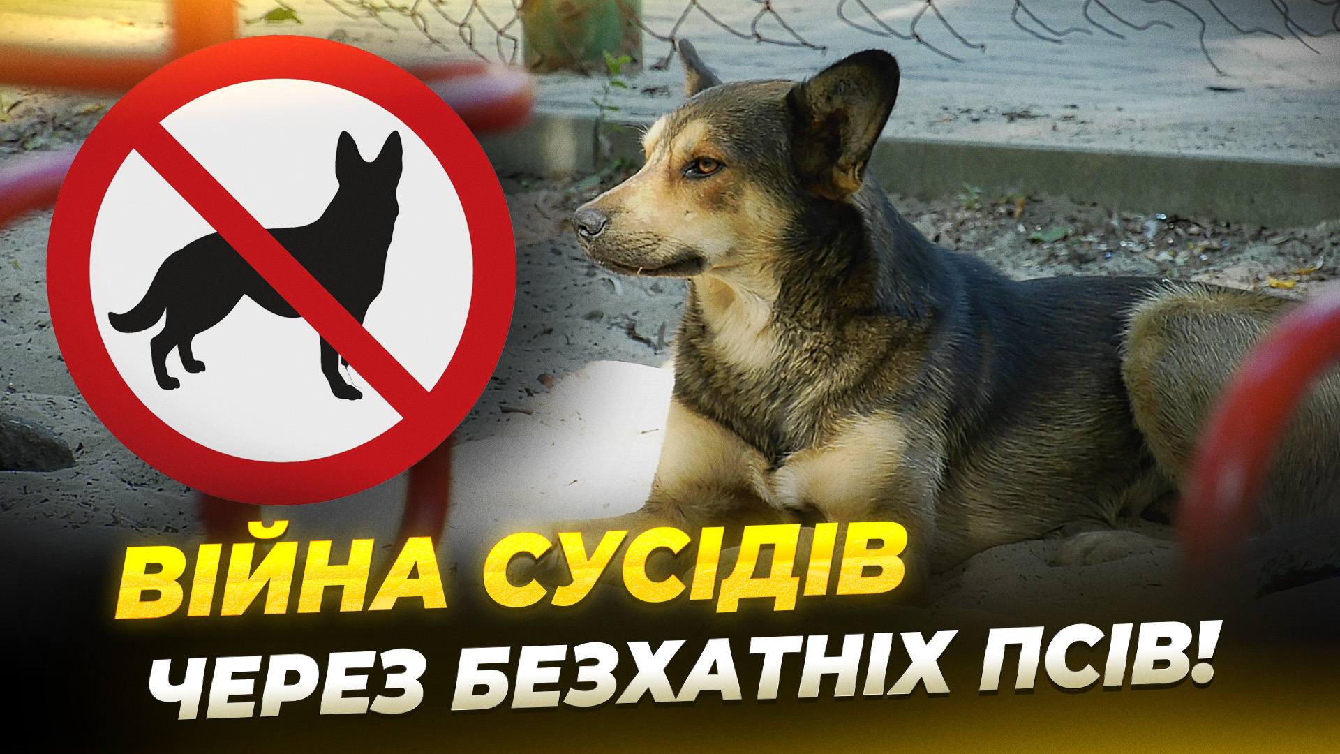 CЮЖ собаки ЛИСЕНКО копия