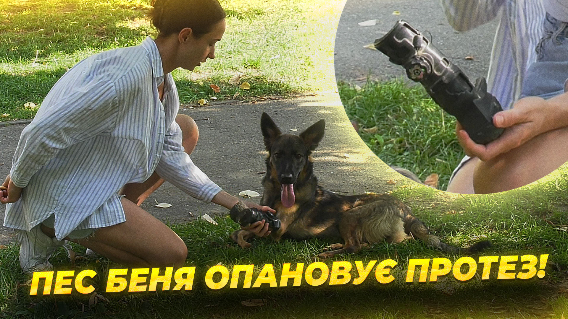 CЮЖ СОБАКА ЛИСЕНКО копия