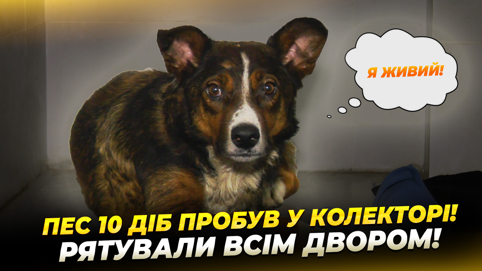 Врятували собаку у Дніпрі