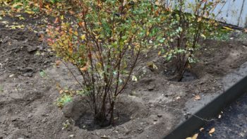 Благоустрій дворів Дніпра - 11.10.2025