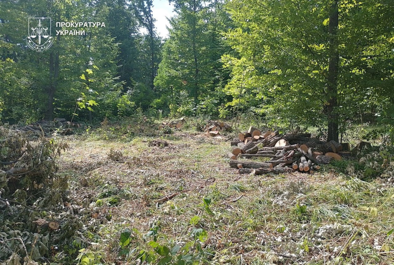 На Дніпропетровщині незаконно вирубали дерева у природоохоронній зоні 31.10.2025