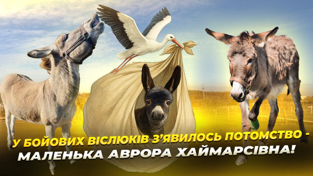 Перша віслючка на протезі «Мамуля» та бойовий ішак «Хаймарс» стали батьками 25.10.2025