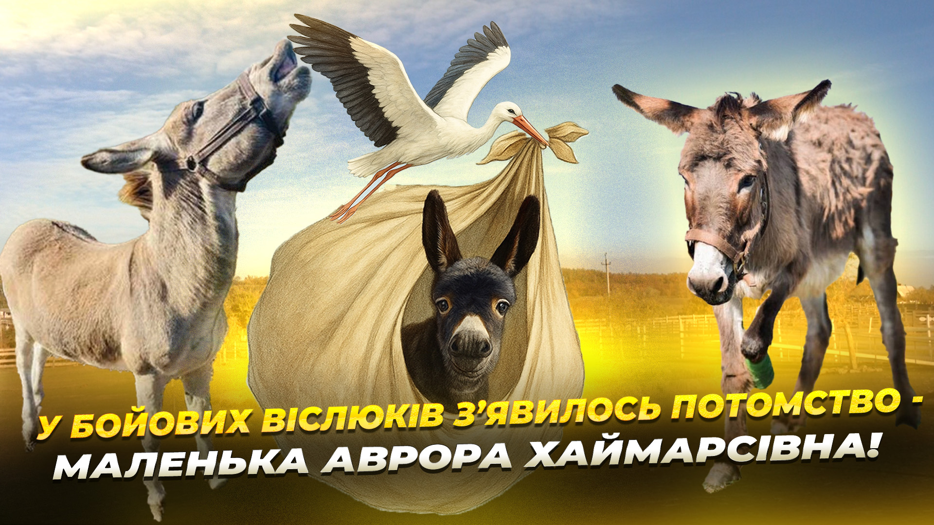 Перша віслючка на протезі «Мамуля» та бойовий ішак «Хаймарс» стали батьками 25.10.2025