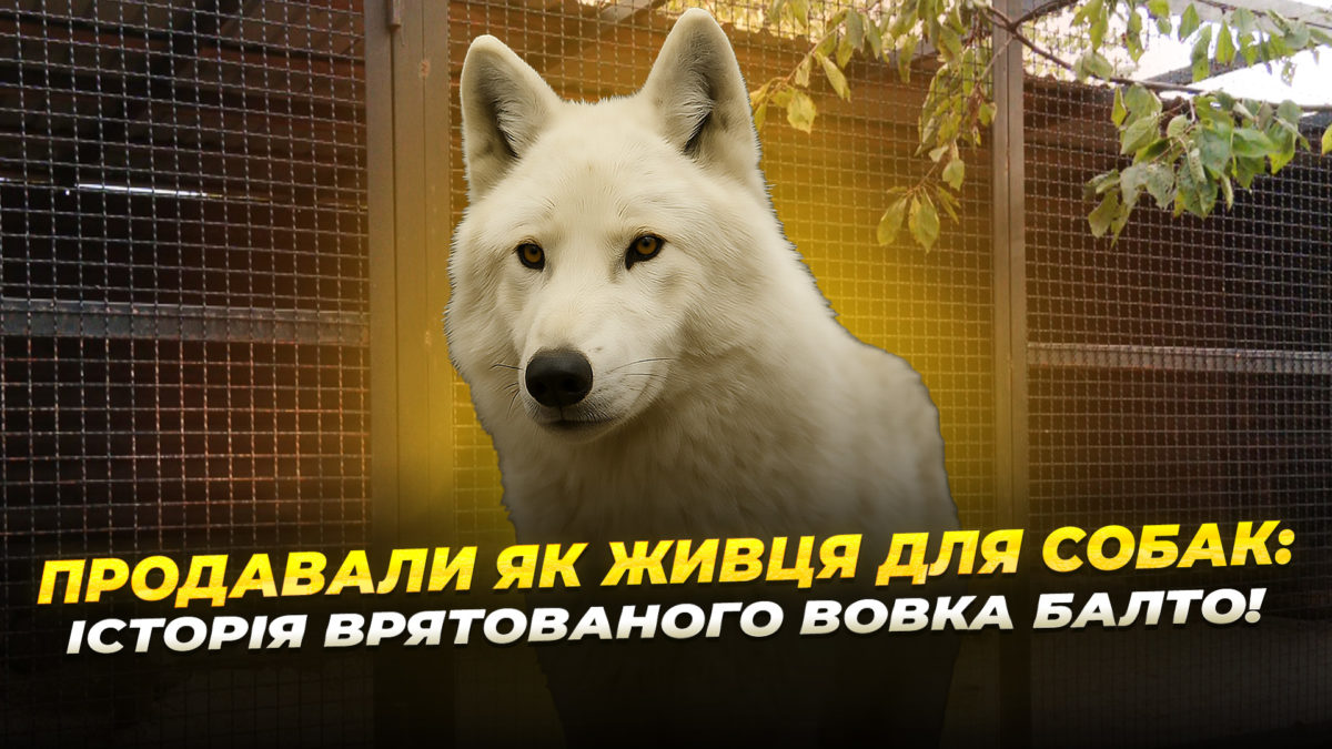 У притулку для тварин "Пегас" живе білий вовк, якого врятували з Волновахи 31.10.2025