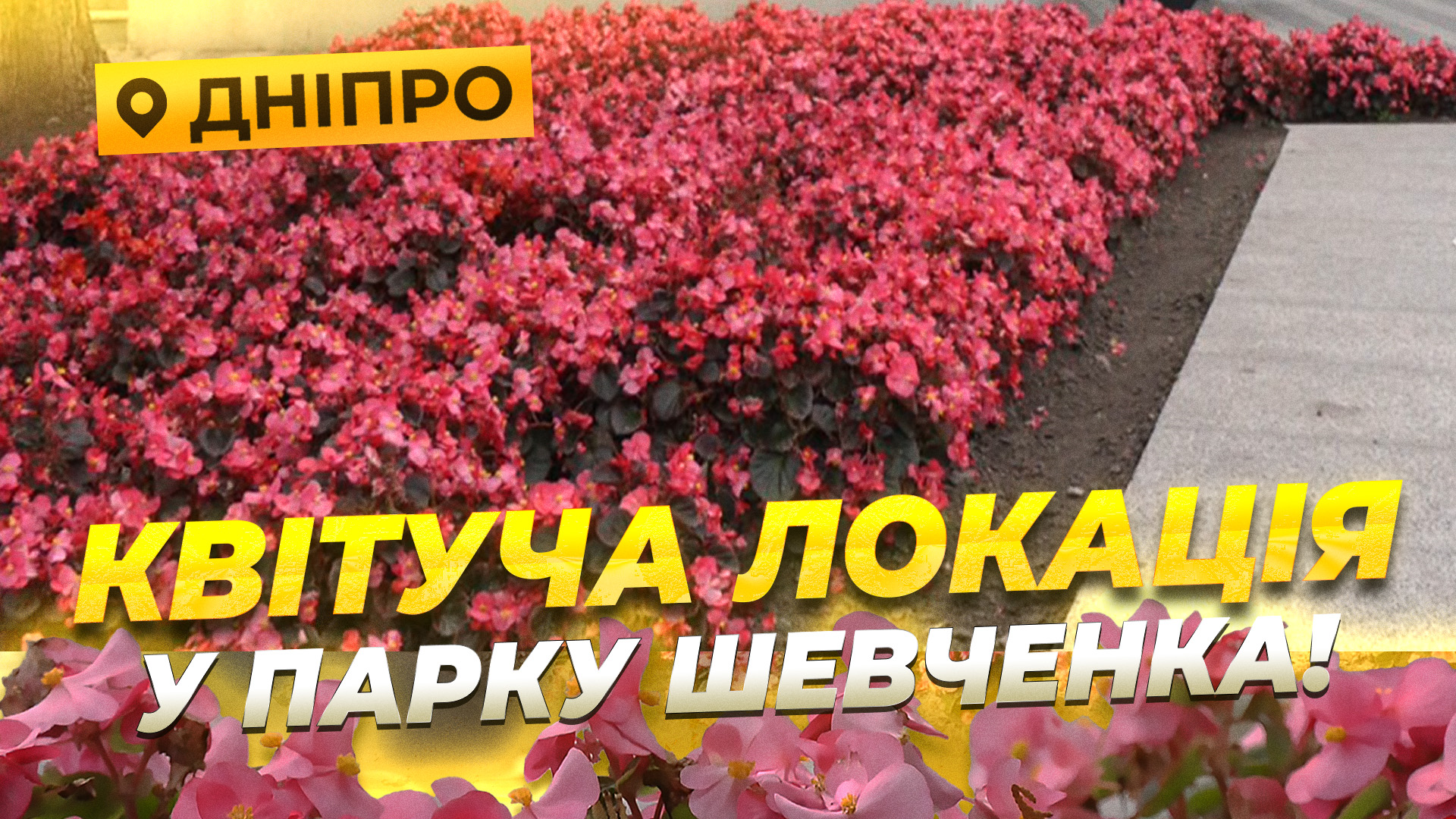 У Дніпрі, попри осінню прохолоду, на оглядовому майданчику продовжують квітнути бегонії 17.10.2025