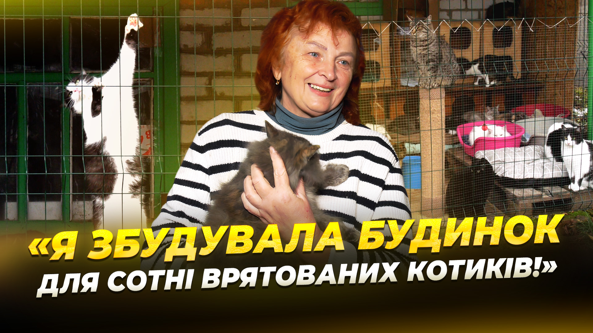 Павлоградська волонтерка прихистила сотню бездомних котів із зони бойових дій - 17.11.2025