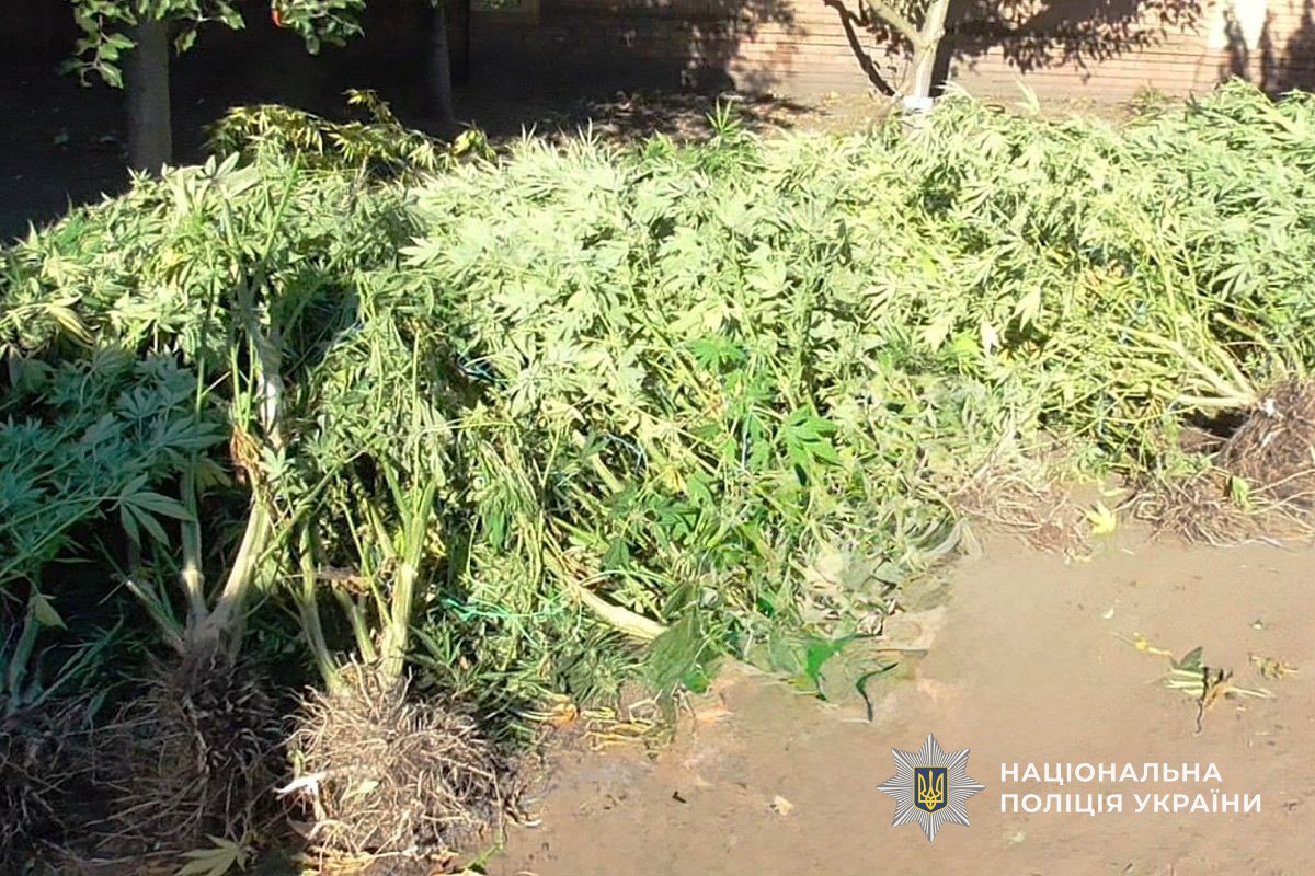 На дніпропетровщині чоловік Вирощував та зберігав наркотики-25.11.2025