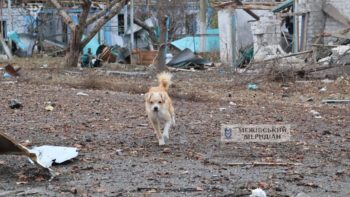 Щоденні обстріли Межової 12.11.2025