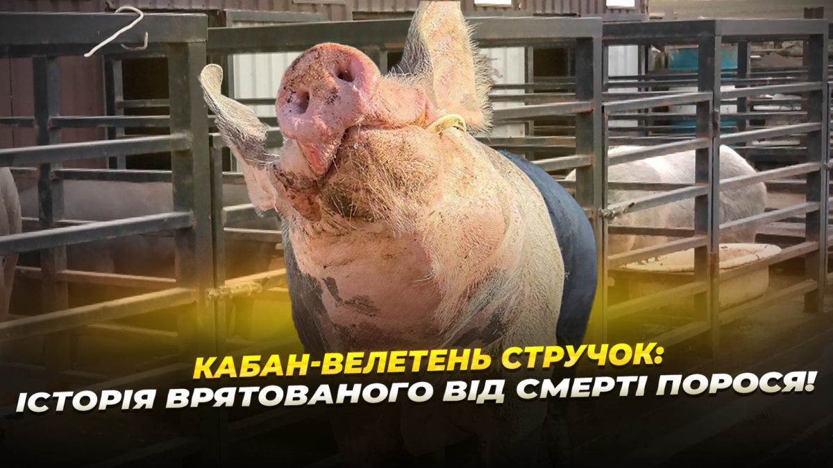 Історія врятованого від смерті порося 03 11 2025