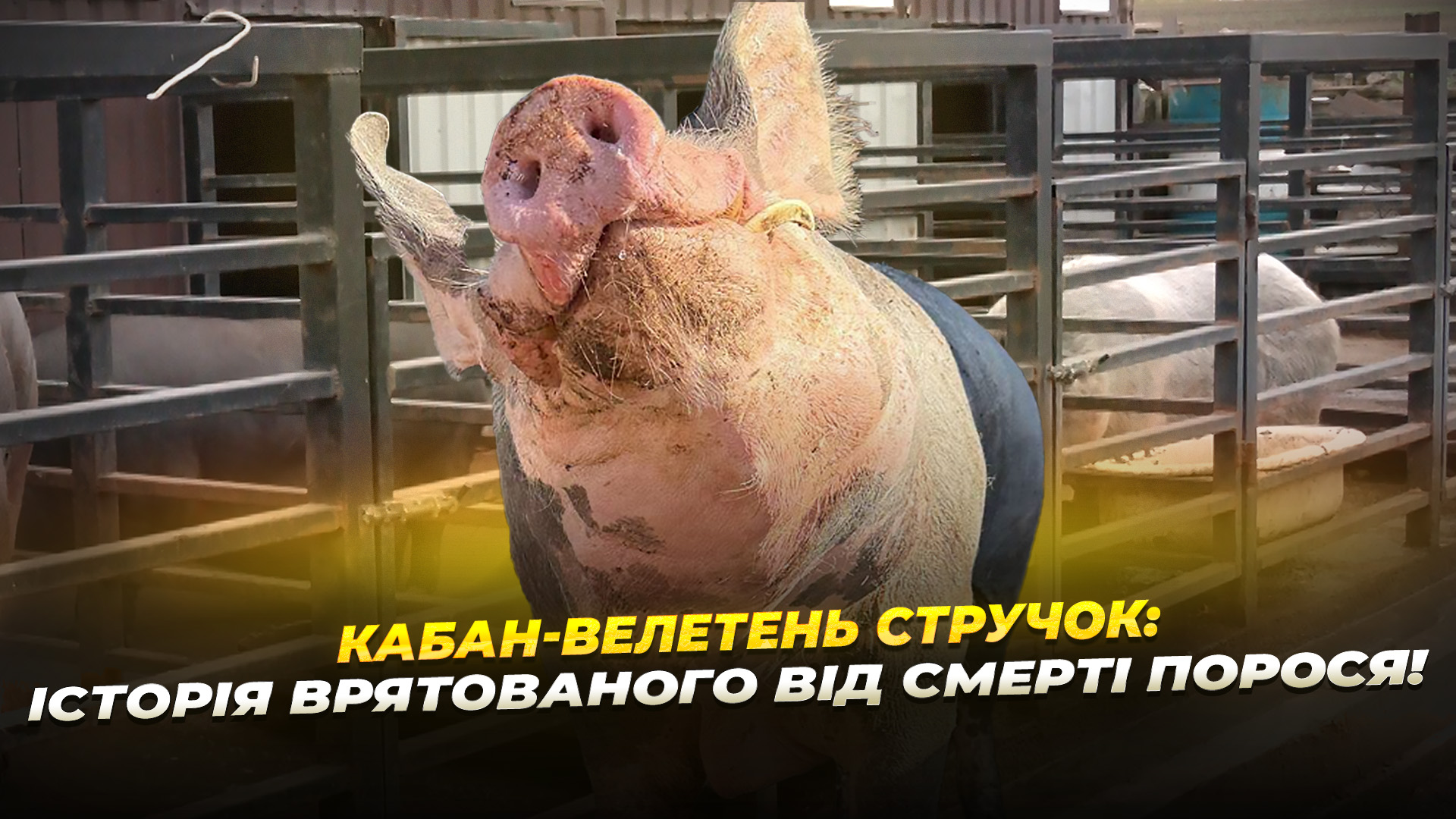 Історія врятованого від смерті порося 03 11 2025