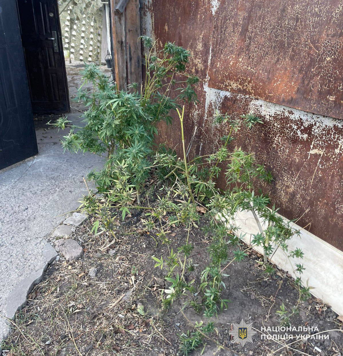 У Синельниковому викрили чоловіка, який вирощував коноплі - 04.11.2025