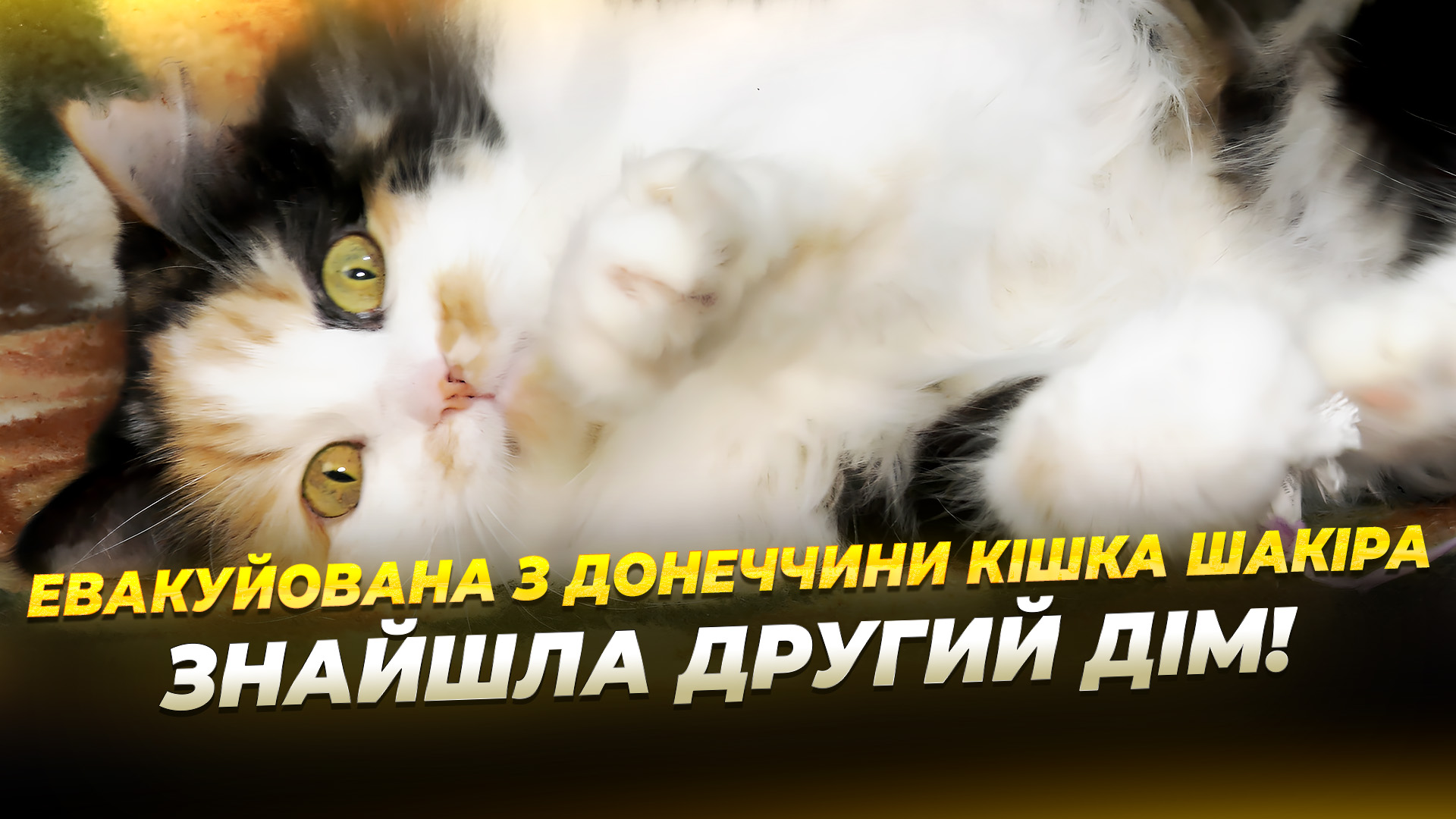 У притулку «Вірність» понад 50 евакуйованих котиків чекають на «свою людину» 10 11 2025