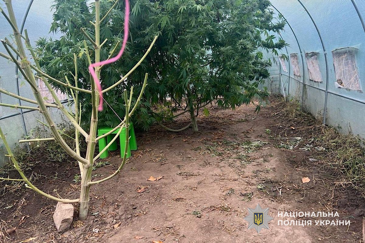 На присадибній ділянці 62-річна жінка доглядала та вирощувала нарковмісні рослини, а потім сушила їх у сараї. 10.11.2025