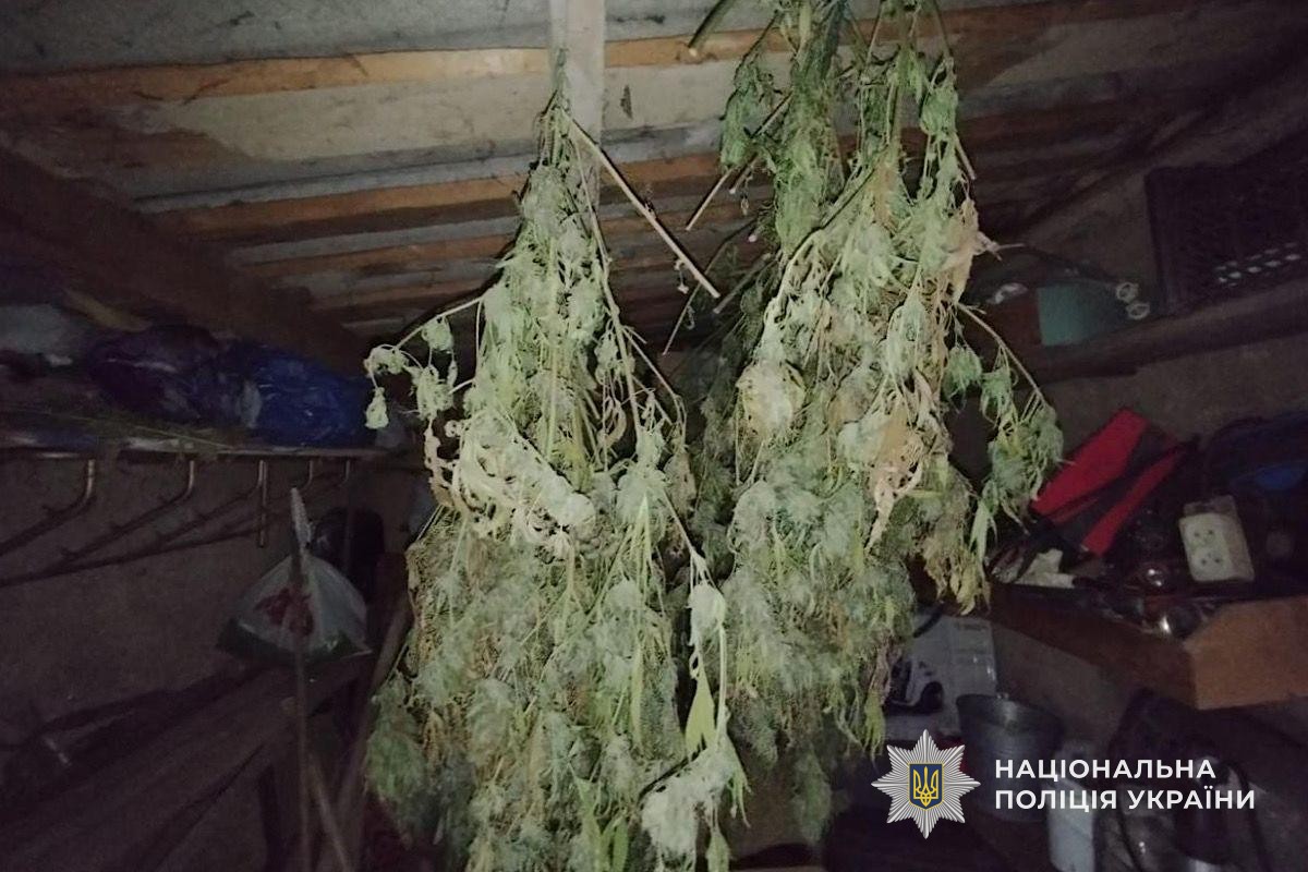 На присадибній ділянці 62-річна жінка доглядала та вирощувала нарковмісні рослини, а потім сушила їх у сараї. 10.11.2025
