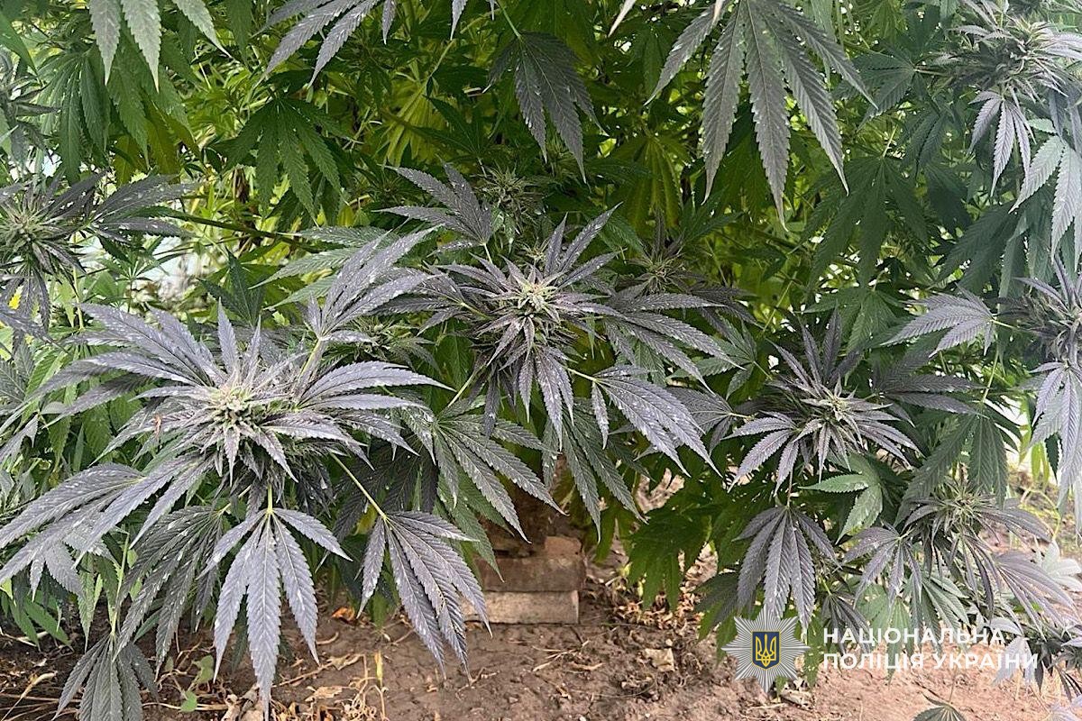 На присадибній ділянці 62-річна жінка доглядала та вирощувала нарковмісні рослини, а потім сушила їх у сараї. 10.11.2025