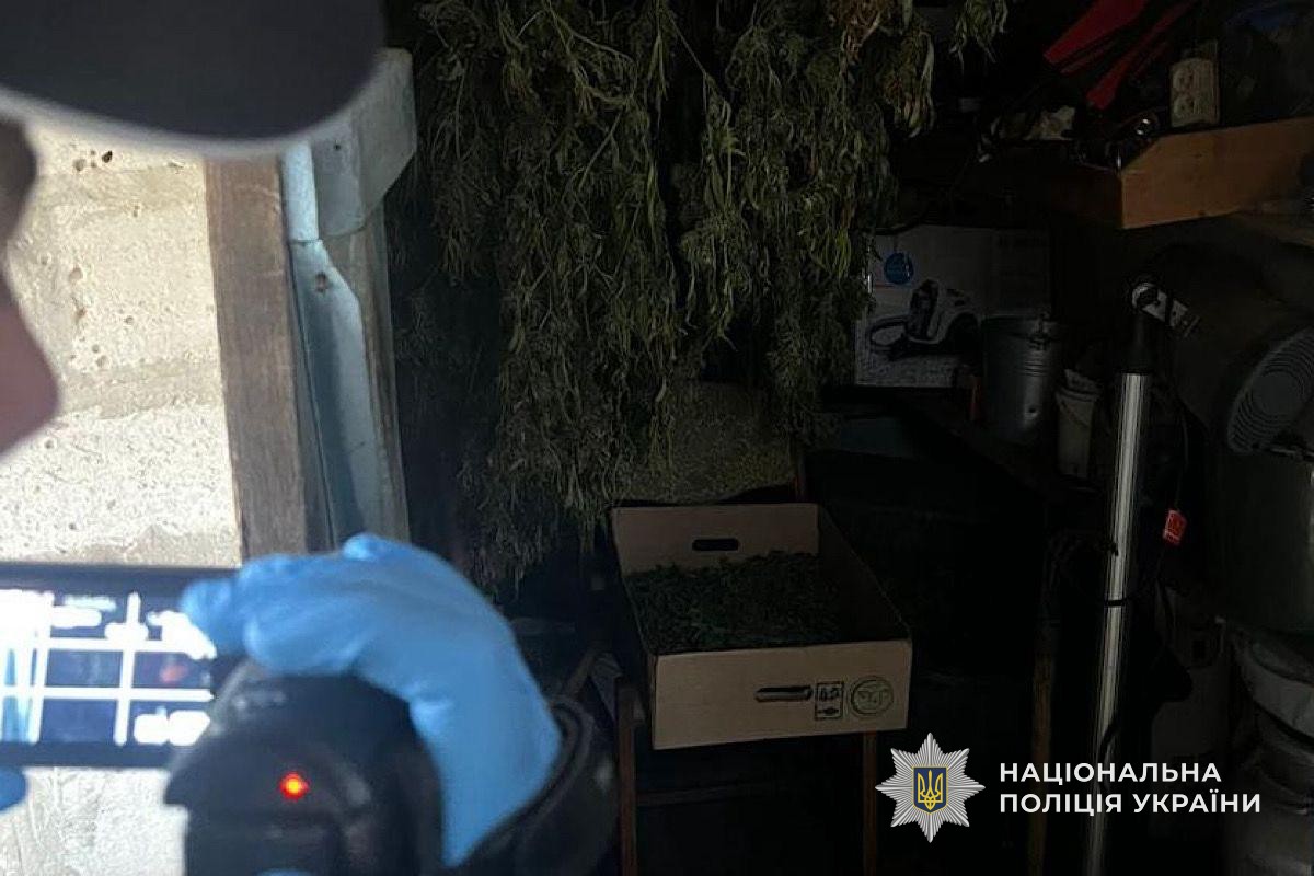 На присадибній ділянці 62-річна жінка доглядала та вирощувала нарковмісні рослини, а потім сушила їх у сараї. 10.11.2025