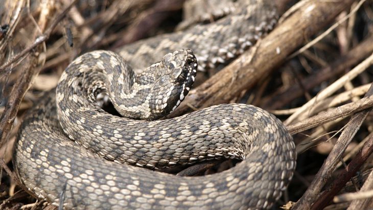 У теплий листопад на Дніпропетровщині активні гадюки -26.11.2025 У теплий листопад на Дніпропетровщині активні гадюки -26.11.2025