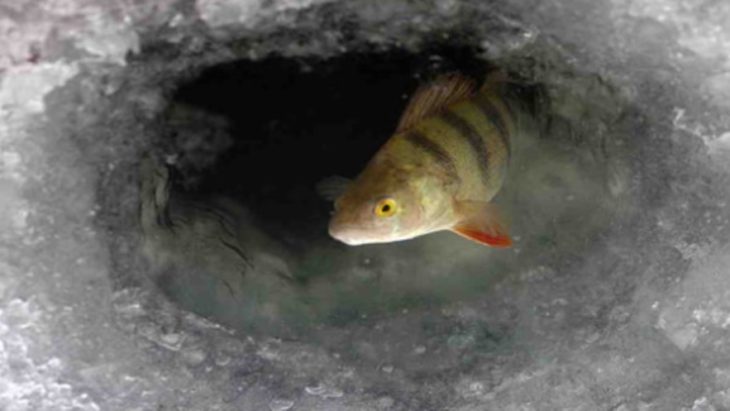 Заборона на вилов риби в осінньо зимовий перідод 10.11.2025