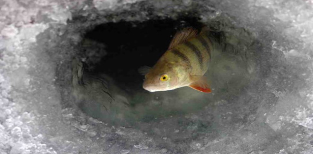 Заборона на вилов риби в осінньо зимовий перідод 10.11.2025