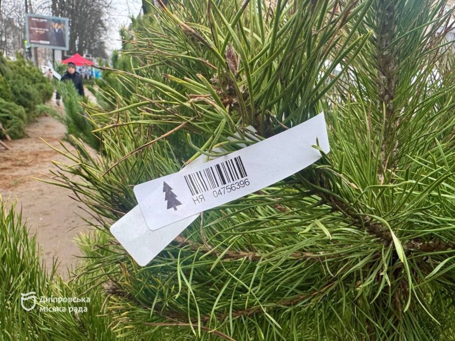 У Дніпрі почали працювати ялинкові базари, де мешканці можуть придбати легальні новорічні дерева. -03.12.2025