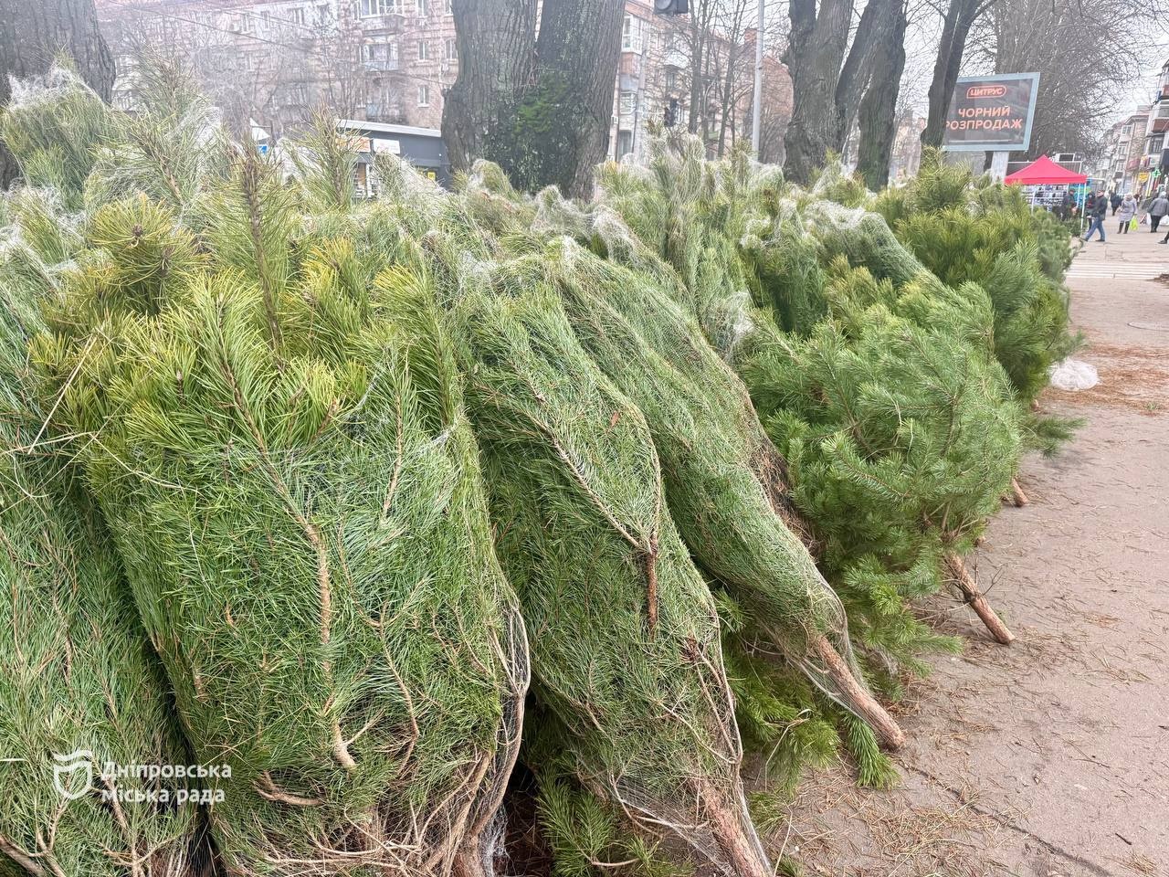 У Дніпрі почали працювати ялинкові базари, де мешканці можуть придбати легальні новорічні дерева. -03.12.2025