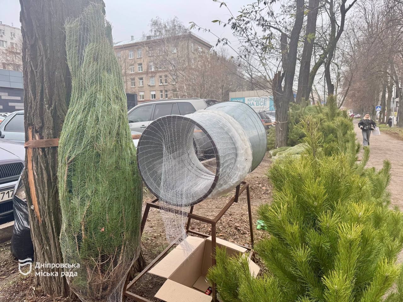 У Дніпрі почали працювати ялинкові базари, де мешканці можуть придбати легальні новорічні дерева. -03.12.2025