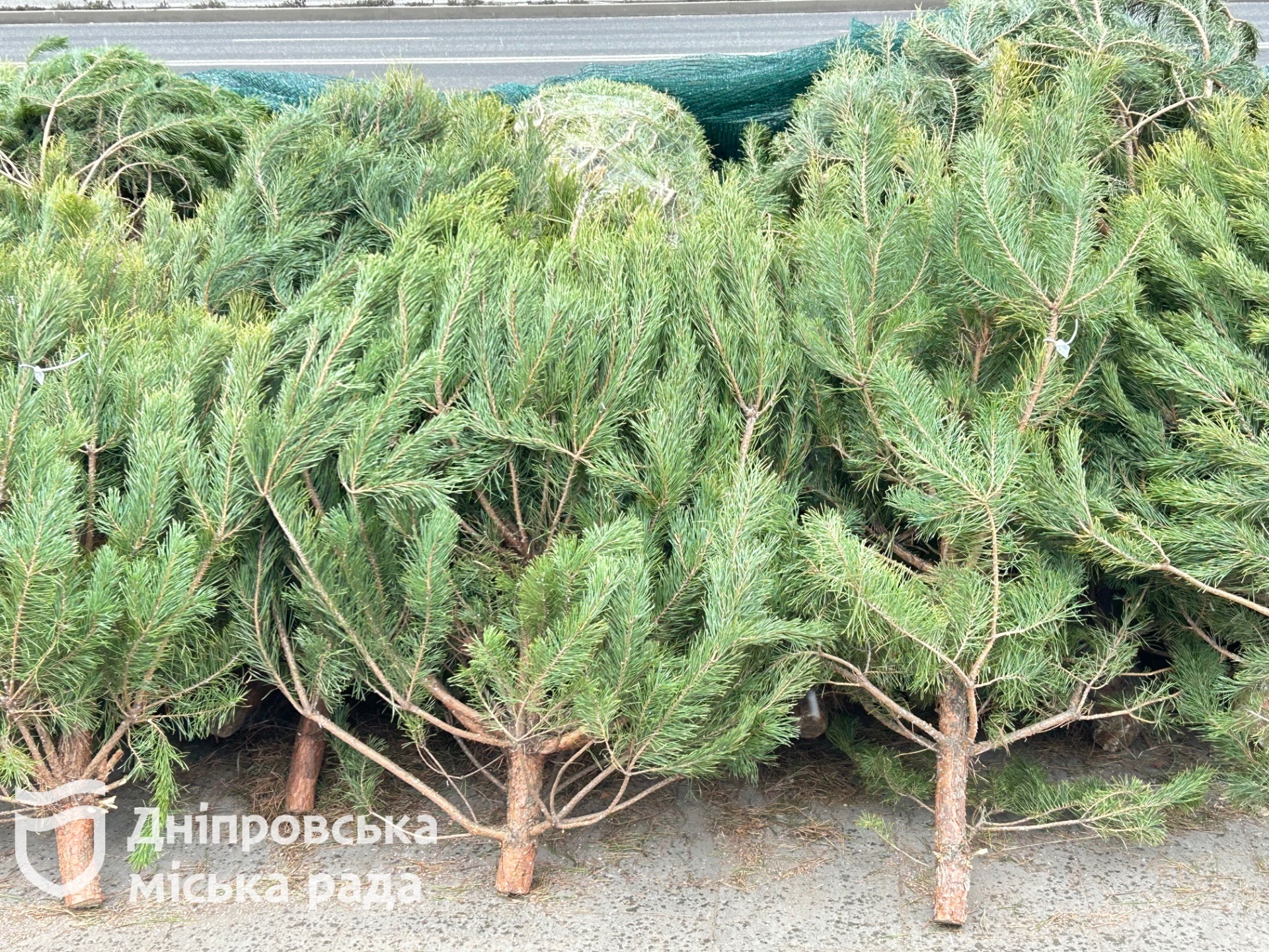 У Дніпрі провели перевірку ялинкових базарів: рейди та штрафи за нелегальну торгівлю - 24.12.2025