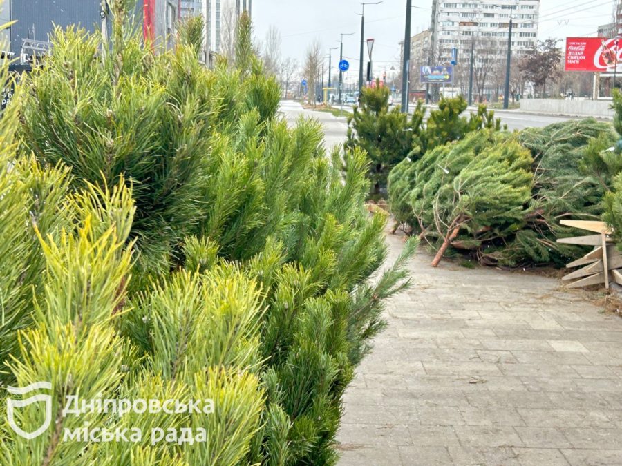 У Дніпрі провели перевірку ялинкових базарів: рейди та штрафи за нелегальну торгівлю - 24.12.2025