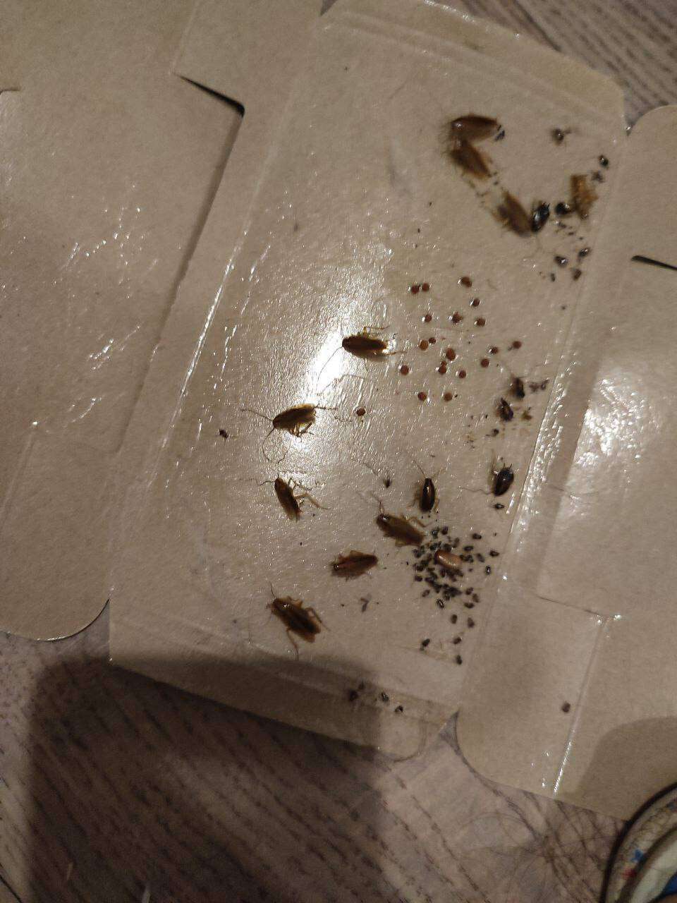 Таргани, пліснява, грибок та відсутність електрики: як студенти виживають у гуртожитку ДНУ